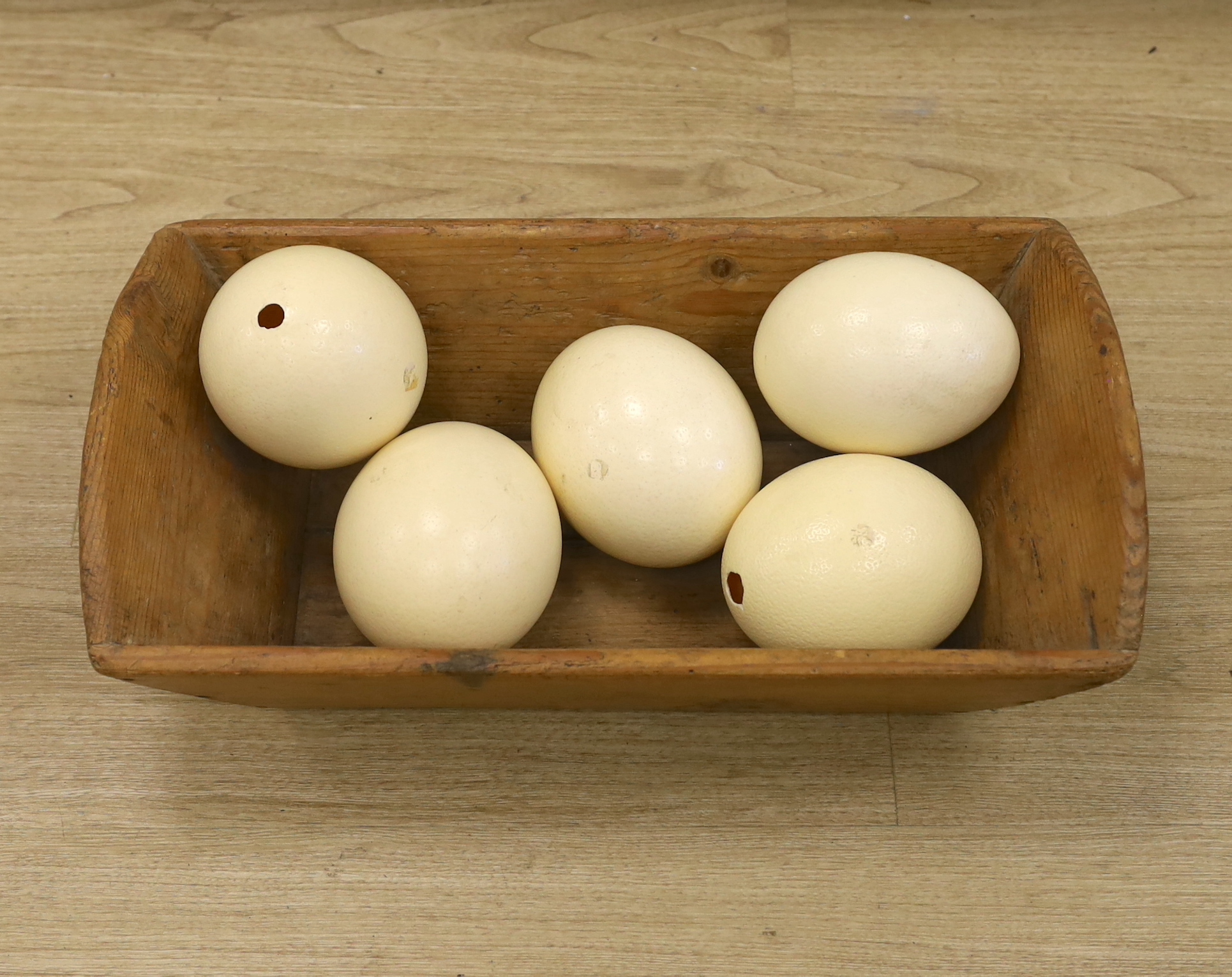 Five Ostrich eggs in a pine trough, 54cm long x 29.5 cm wide